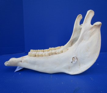 14-1/4 by 6-1/4 inches African Burchelli Zebra Bottom Jaw (NO Top Skull) - Buy this one for $19.99