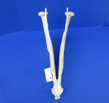 15-3/4 by7 inches African Burchelli Zebra Bottom Jaw (NO Top Skull) - Buy this one for $19.99
