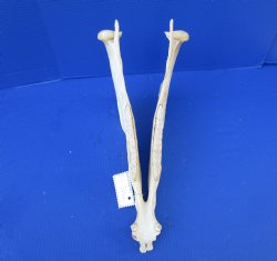 15-3/4 by7 inches African Burchelli Zebra Bottom Jaw (NO Top Skull) - Buy this one for $19.99