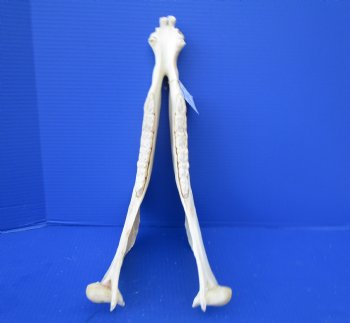 15-3/4 by7 inches African Burchelli Zebra Bottom Jaw (NO Top Skull) - Buy this one for $19.99