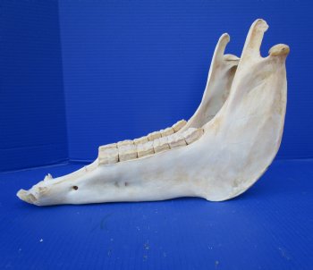 15-3/4 by7 inches African Burchelli Zebra Bottom Jaw (NO Top Skull) - Buy this one for $19.99