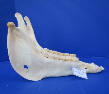 15-3/4 by7 inches African Burchelli Zebra Bottom Jaw (NO Top Skull) - Buy this one for $19.99