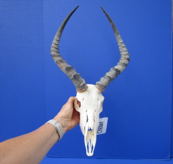  Impala Skull with 15-3/4 inches Horns <font color=red> Discount Grade B</font> - Buy this one for $89.99