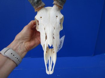  Impala Skull with 15-3/4 inches Horns <font color=red> Discount Grade B</font> - Buy this one for $89.99