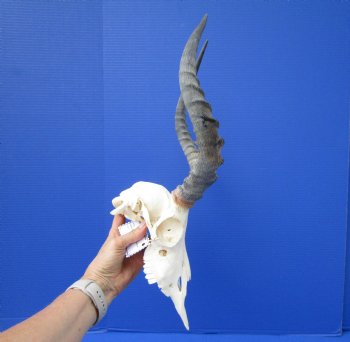  Impala Skull with 15-3/4 inches Horns <font color=red> Discount Grade B</font> - Buy this one for $89.99