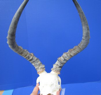  Impala Skull with 15-3/4 inches Horns <font color=red> Discount Grade B</font> - Buy this one for $89.99