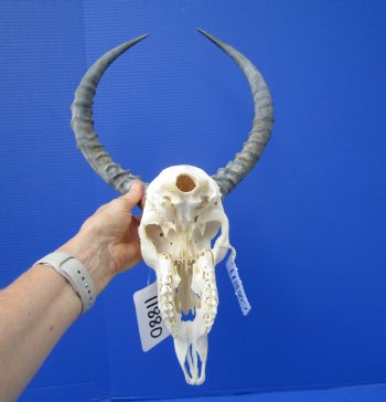  Impala Skull with 15-3/4 inches Horns <font color=red> Discount Grade B</font> - Buy this one for $89.99