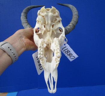  Impala Skull with 15-3/4 inches Horns <font color=red> Discount Grade B</font> - Buy this one for $89.99