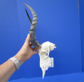  Impala Skull with 15-3/4 inches Horns <font color=red> Discount Grade B</font> - Buy this one for $89.99