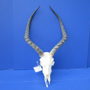  Impala Skull with 19 inches Horns <font color=red> Discount Grade B</font> - Buy this one for $89.99