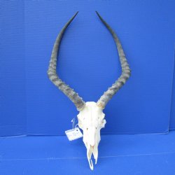 Impala Skull with 1...