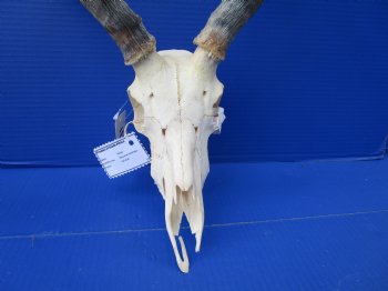  Impala Skull with 19 inches Horns <font color=red> Discount Grade B</font> - Buy this one for $89.99