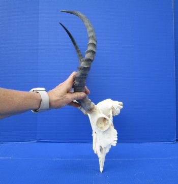  Impala Skull with 19 inches Horns <font color=red> Discount Grade B</font> - Buy this one for $89.99