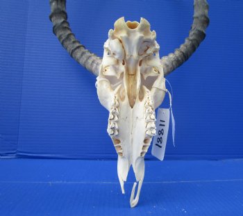  Impala Skull with 19 inches Horns <font color=red> Discount Grade B</font> - Buy this one for $89.99