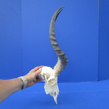  Impala Skull with 19 inches Horns <font color=red> Discount Grade B</font> - Buy this one for $89.99