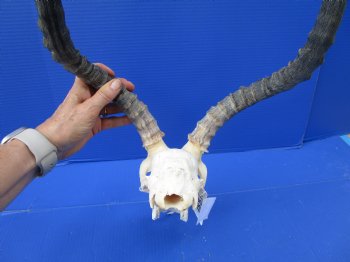  Impala Skull with 19 inches Horns <font color=red> Discount Grade B</font> - Buy this one for $89.99