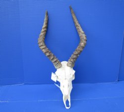 Impala Skull with 1...