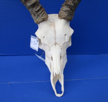 Impala Skull with 14-1/2 and 16 inches Horns <font color=red> Craft Grade</font> Rough Drilled Horns, No Teeth )- Buy this one for $79.99
