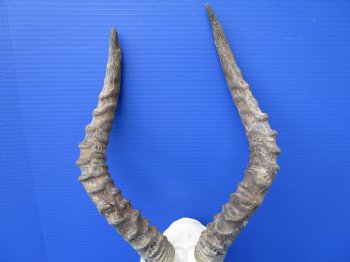 Impala Skull with 14-1/2 and 16 inches Horns <font color=red> Craft Grade</font> Rough Drilled Horns, No Teeth )- Buy this one for $79.99