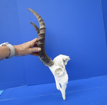 Impala Skull with 14-1/2 and 16 inches Horns <font color=red> Craft Grade</font> Rough Drilled Horns, No Teeth )- Buy this one for $79.99