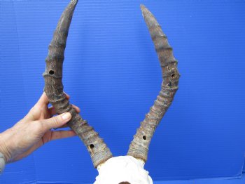 Impala Skull with 14-1/2 and 16 inches Horns <font color=red> Craft Grade</font> Rough Drilled Horns, No Teeth )- Buy this one for $79.99