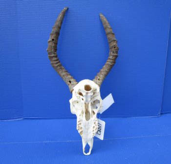 Impala Skull with 14-1/2 and 16 inches Horns <font color=red> Craft Grade</font> Rough Drilled Horns, No Teeth )- Buy this one for $79.99