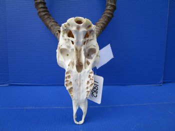 Impala Skull with 14-1/2 and 16 inches Horns <font color=red> Craft Grade</font> Rough Drilled Horns, No Teeth )- Buy this one for $79.99