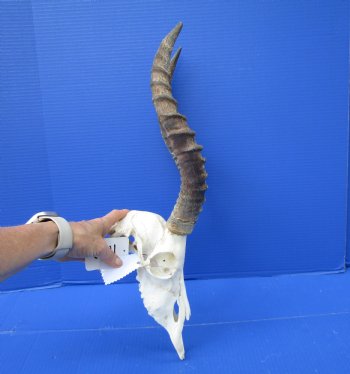 Impala Skull with 14-1/2 and 16 inches Horns <font color=red> Craft Grade</font> Rough Drilled Horns, No Teeth )- Buy this one for $79.99