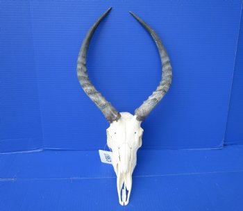African Impala Skull with 16 inches Horns (Splits at Base; weathered)- Buy this one for $99.99