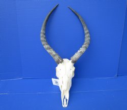 African Impala Skul...