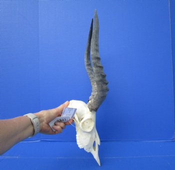 African Impala Skull with 16 inches Horns (Splits at Base; weathered)- Buy this one for $99.99