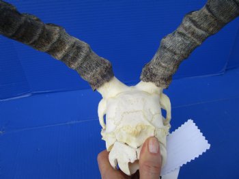 African Impala Skull with 16 inches Horns (Splits at Base; weathered)- Buy this one for $99.99