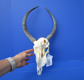 African Impala Skull with 16 inches Horns (Splits at Base; weathered)- Buy this one for $99.99