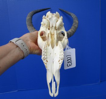 African Impala Skull with 16 inches Horns (Splits at Base; weathered)- Buy this one for $99.99