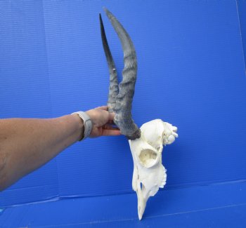 African Impala Skull with 16 inches Horns (Splits at Base; weathered)- Buy this one for $99.99