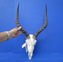 African Impala Skul...