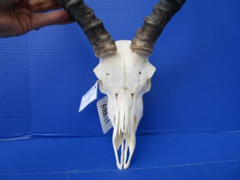 African Impala Skull with 17 and 17-1/2 inches Horns (Has Some Damage)- Buy this one for $99.99