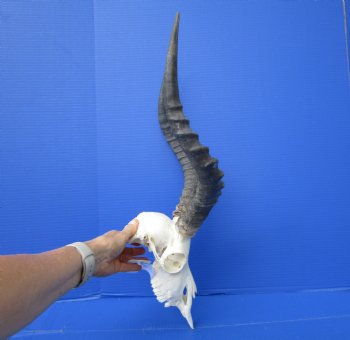 African Impala Skull with 17 and 17-1/2 inches Horns (Has Some Damage)- Buy this one for $99.99