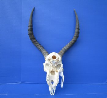 African Impala Skull with 17 and 17-1/2 inches Horns (Has Some Damage)- Buy this one for $99.99