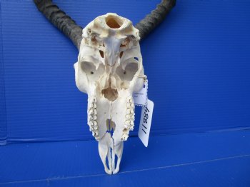 African Impala Skull with 17 and 17-1/2 inches Horns (Has Some Damage)- Buy this one for $99.99