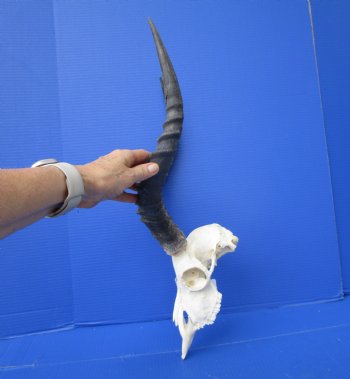 African Impala Skull with 17 and 17-1/2 inches Horns (Has Some Damage)- Buy this one for $99.99