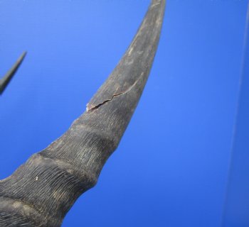 African Impala Skull with 17 and 17-1/2 inches Horns (Has Some Damage)- Buy this one for $99.99