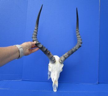 African Impala Skull with 18-1/2 and 18-3/4 inches Horns - Buy this one for $104.99