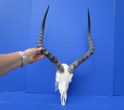 African Impala Skul...