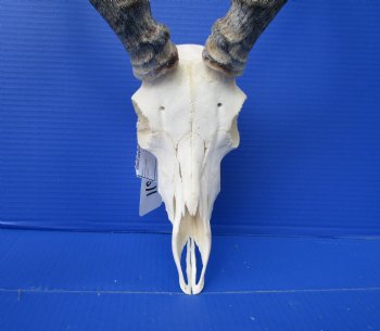 African Impala Skull with 18-1/2 and 18-3/4 inches Horns - Buy this one for $104.99