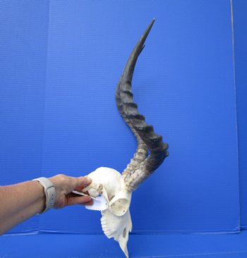 African Impala Skull with 18-1/2 and 18-3/4 inches Horns - Buy this one for $104.99