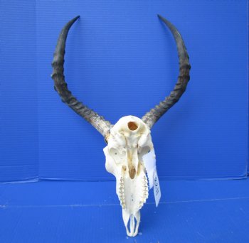 African Impala Skull with 18-1/2 and 18-3/4 inches Horns - Buy this one for $104.99