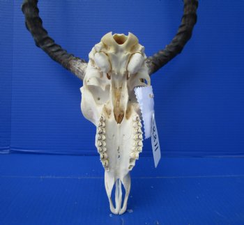 African Impala Skull with 18-1/2 and 18-3/4 inches Horns - Buy this one for $104.99