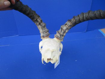 African Impala Skull with 18-1/2 and 18-3/4 inches Horns - Buy this one for $104.99