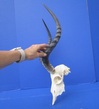 African Impala Skull with 18-1/2 and 18-3/4 inches Horns - Buy this one for $104.99